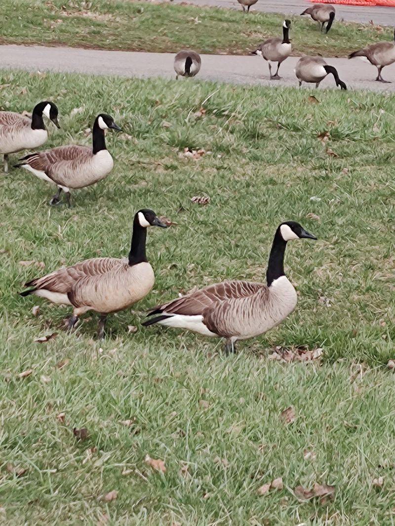 Watch for Wildlife Along the Way