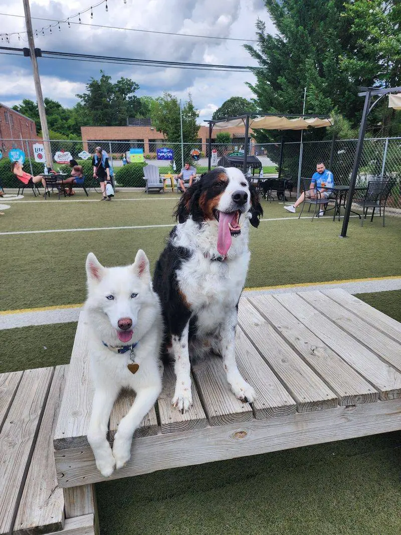 Doggos Dog Park & Pub in Greensboro, Guilford County,