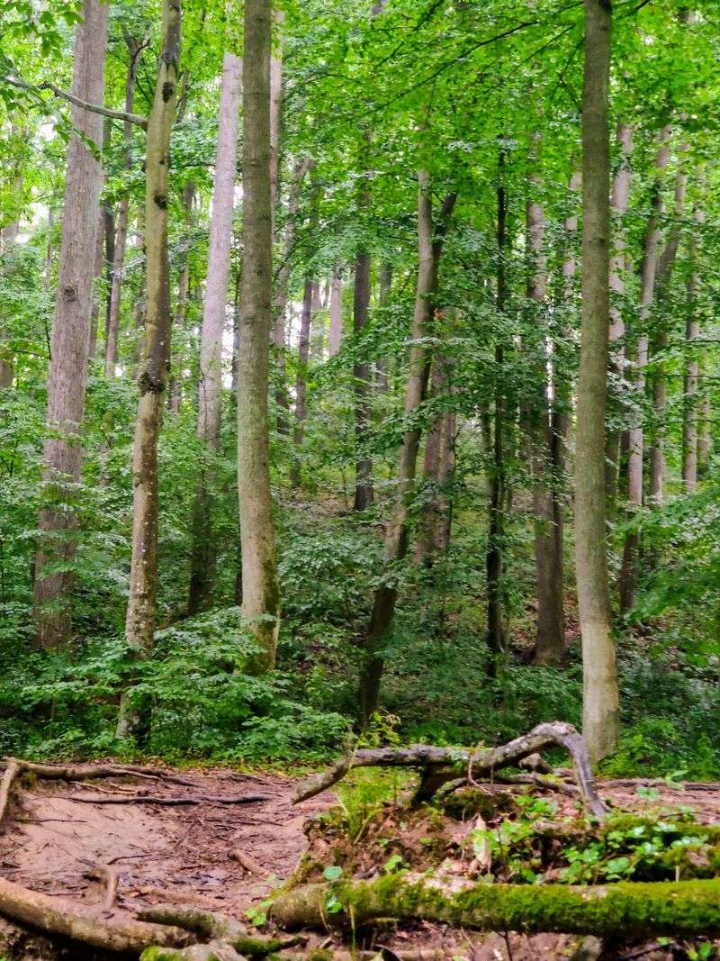 White Clay Creek State Park, Newark, New Castle County