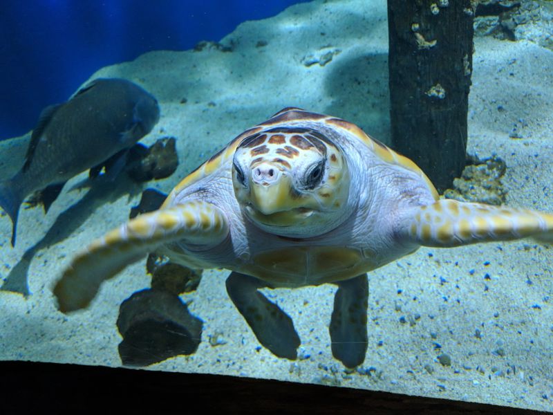 Virginia Living Museum in Newport News, Newport News city