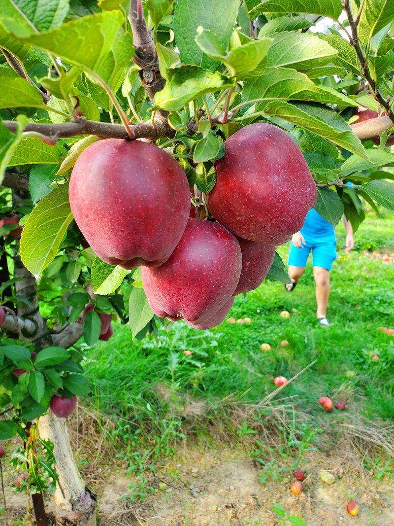 Rittman Orchards - Doylestown