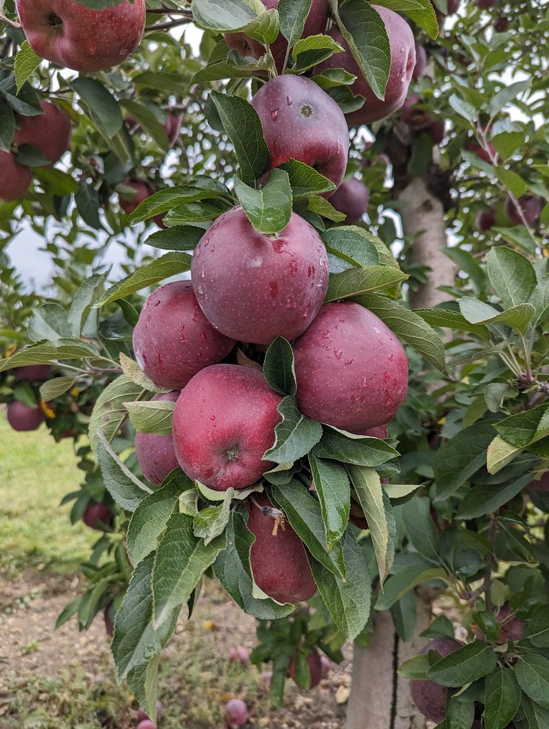 Arrowhead Orchard - Paris
