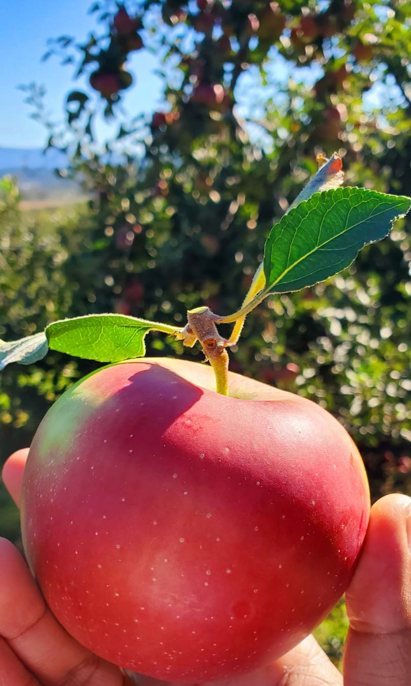 Showalter's Orchard and Greenhouse - Timberville