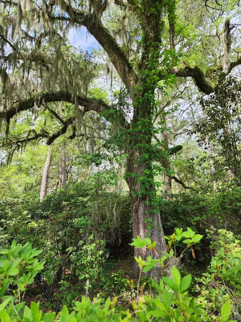 Angel Oak Tree, Johns Island, Charleston County