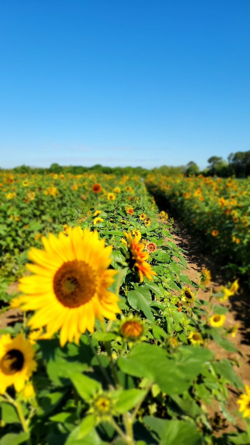 Froberg's Farm in Alvin, Brazoria County