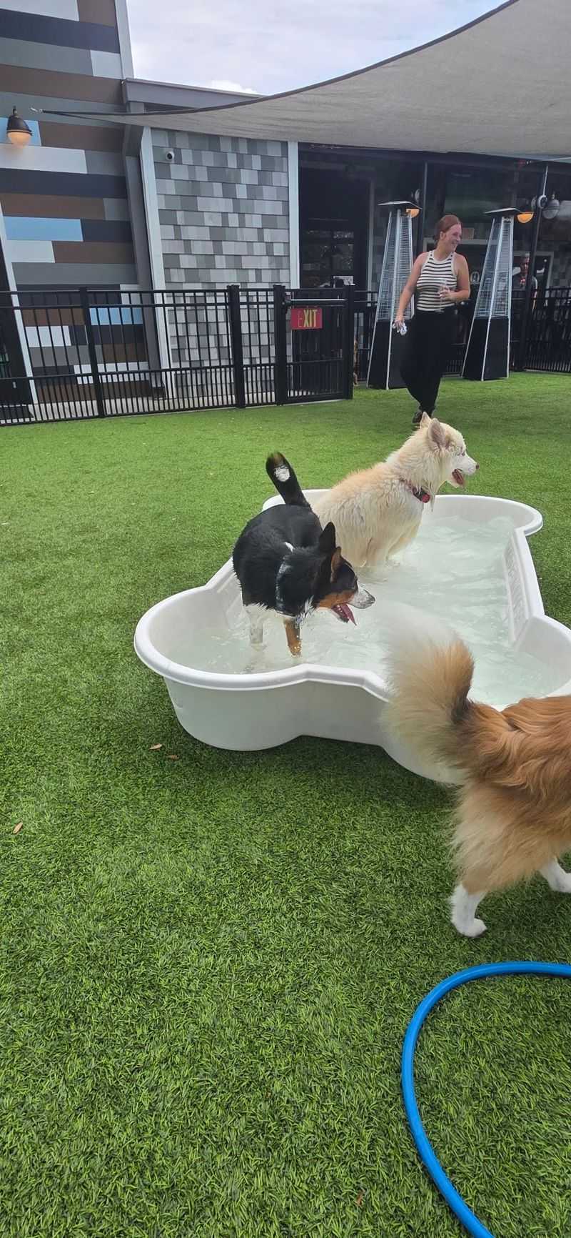 Turn a Dog's Birthday Into a Real Celebration