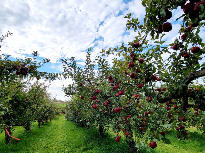 Door Creek Orchard: Apples With a Wild Side