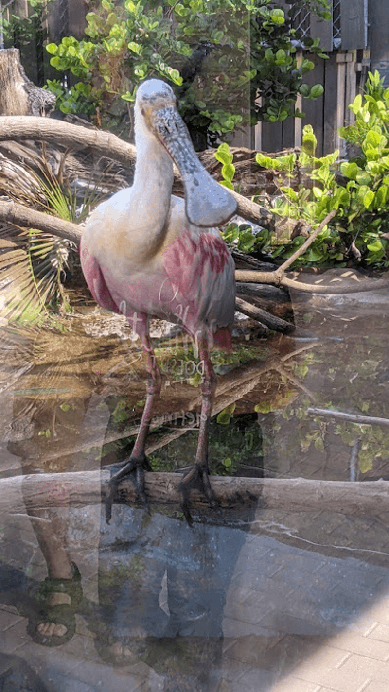 Wild Birds Along the Bayfront Path