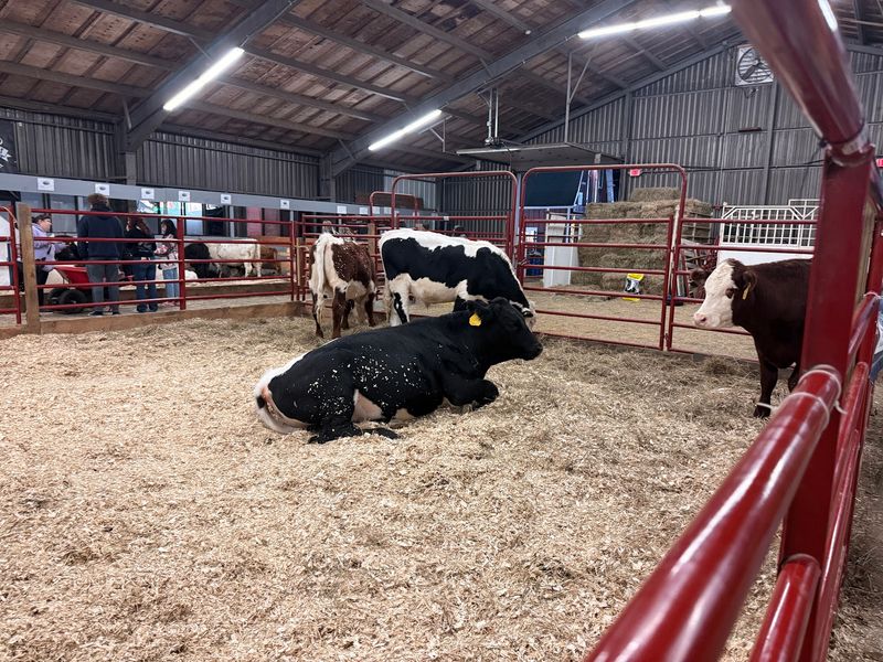 Walk through the animal barns