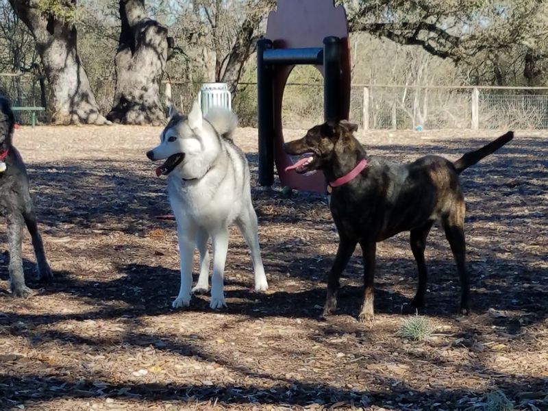 McAllister Dog Park - San Antonio