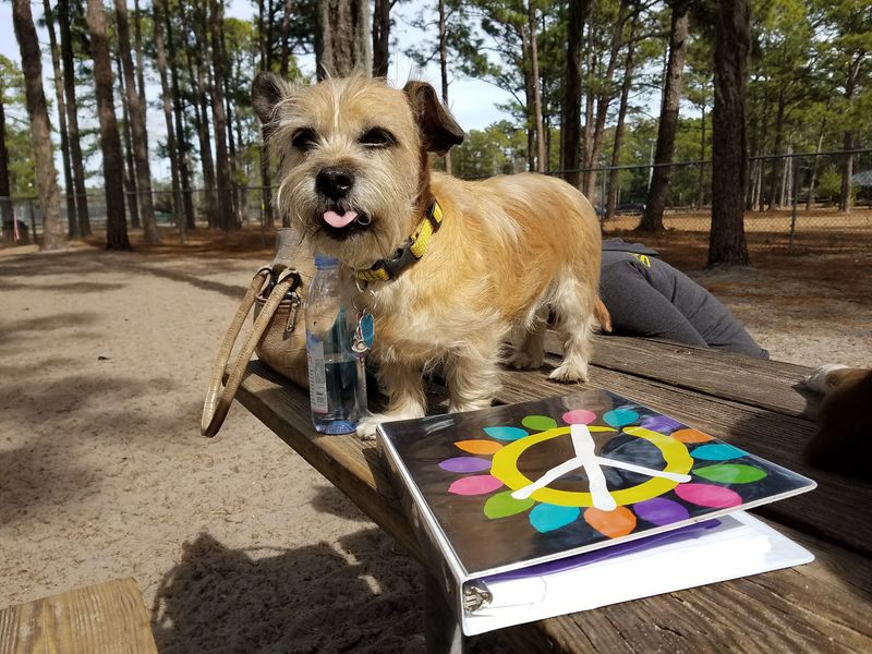 Empie Park Dog Park in Wilmington, New Hanover County,