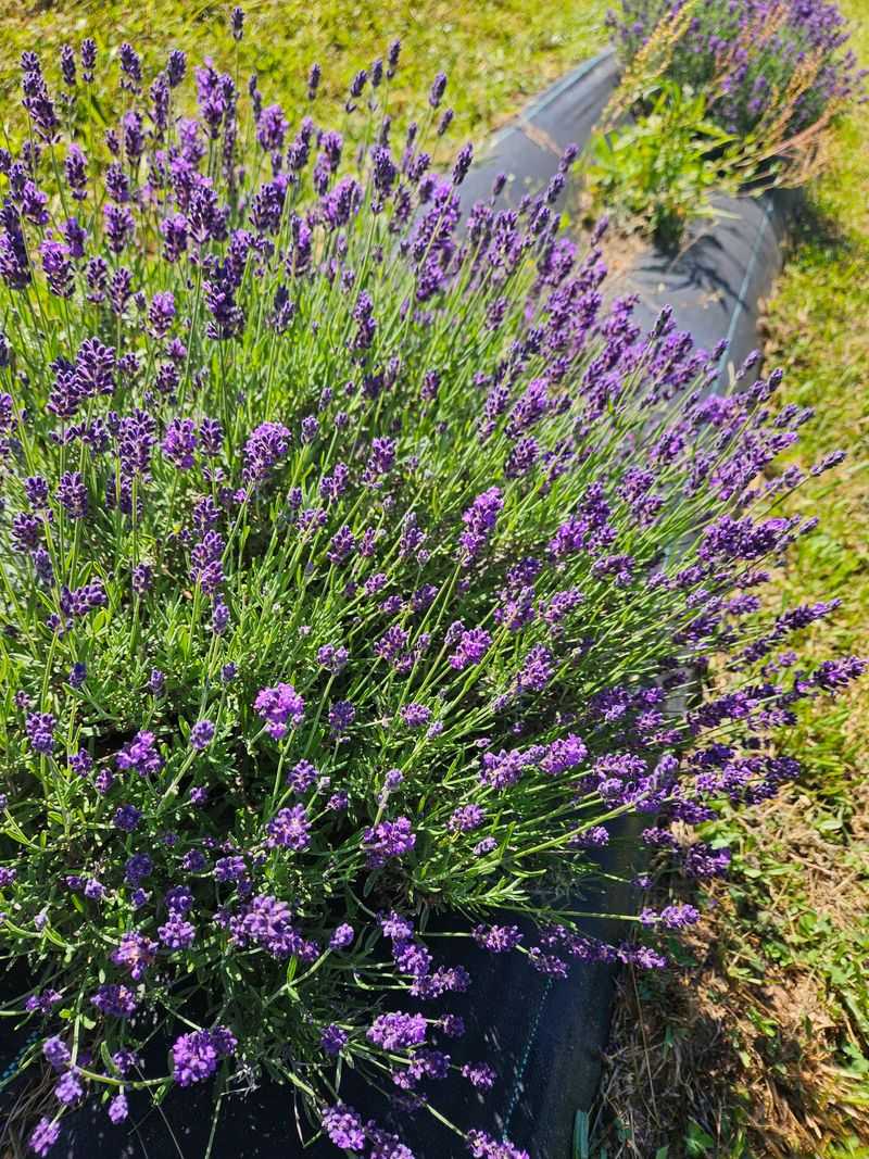 Carroll County Lavender Company - Hillsville