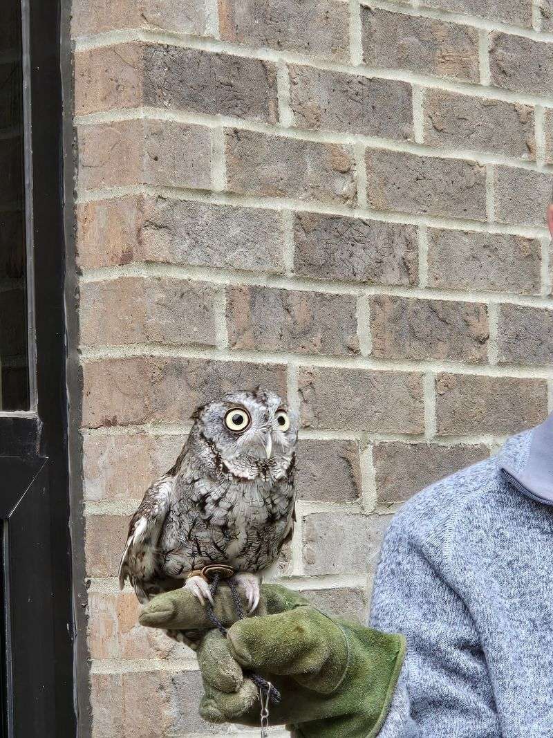 Look For The Birds Living At The Raptor House