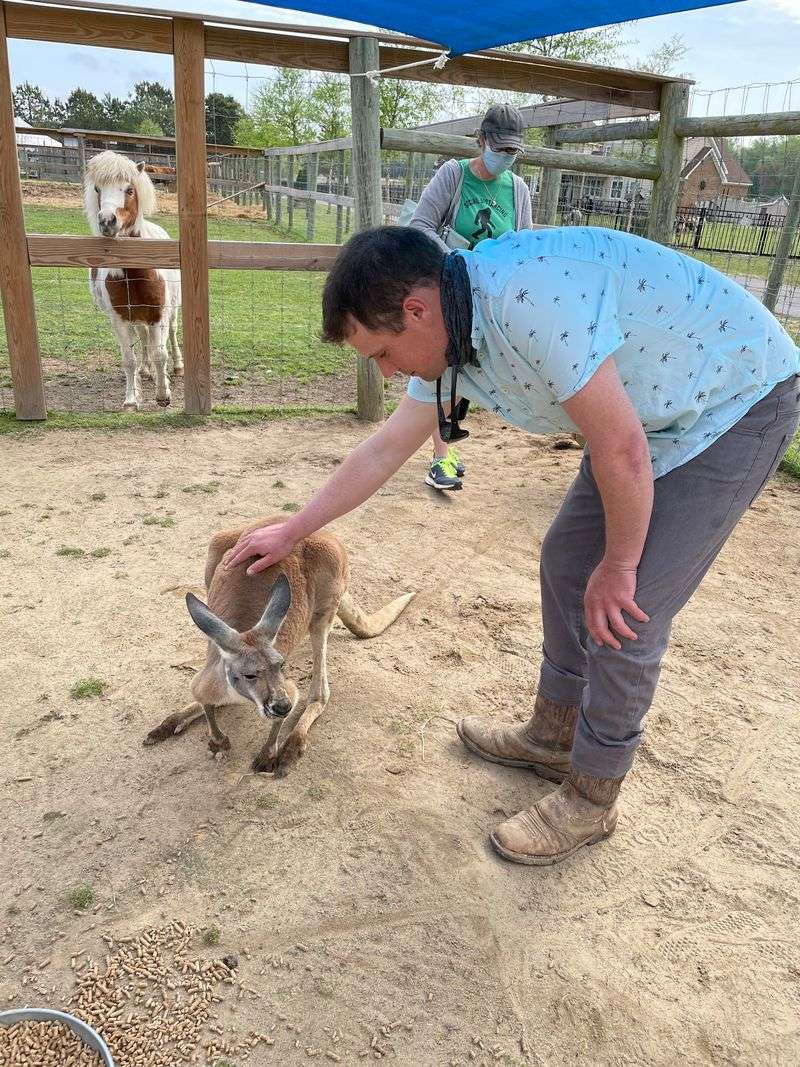 Get Up Close With Friendly Kangaroos and Wallabies