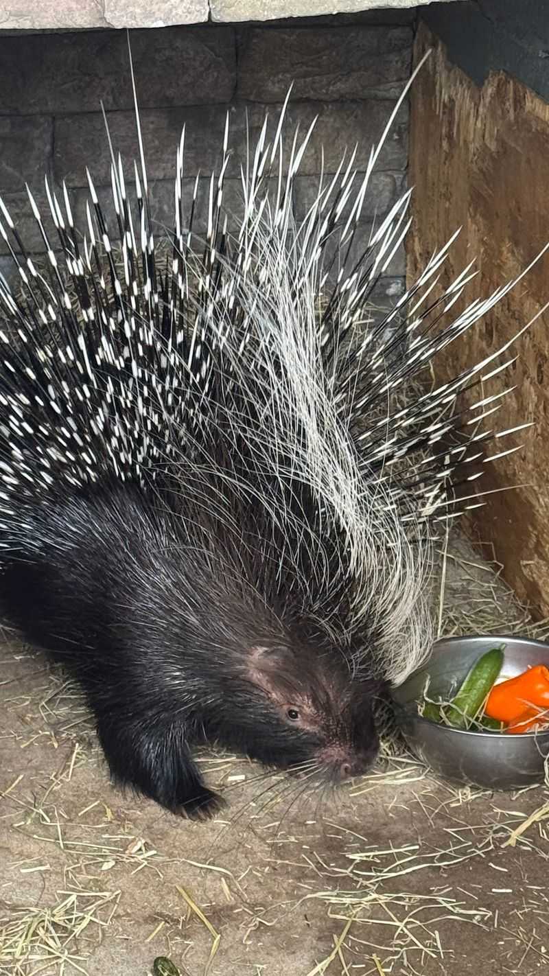 See Lemurs, Coatimundis and Porcupines