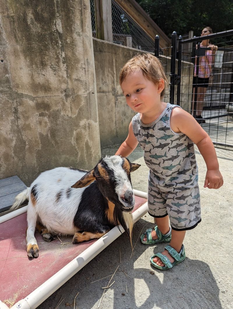 Give Kids Time at the Petting Barn