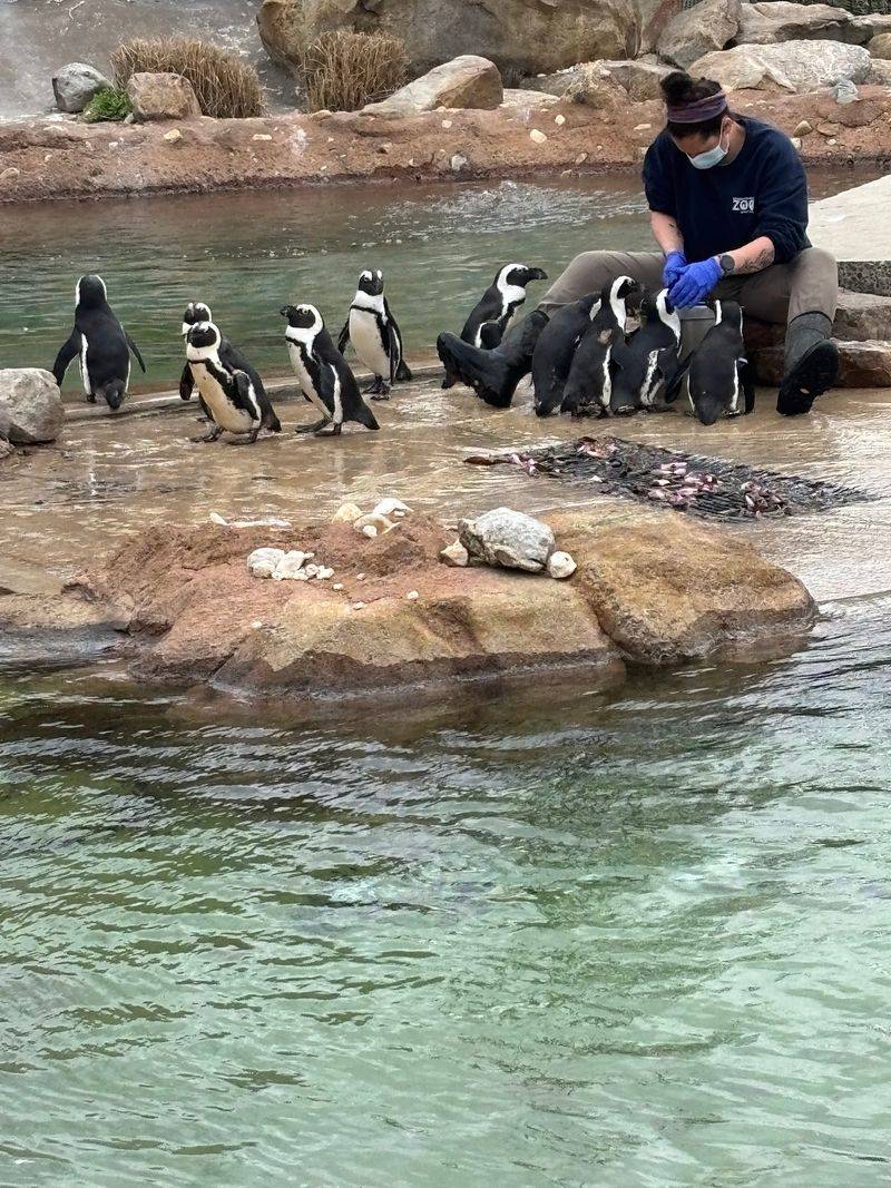 Watch the African Penguins