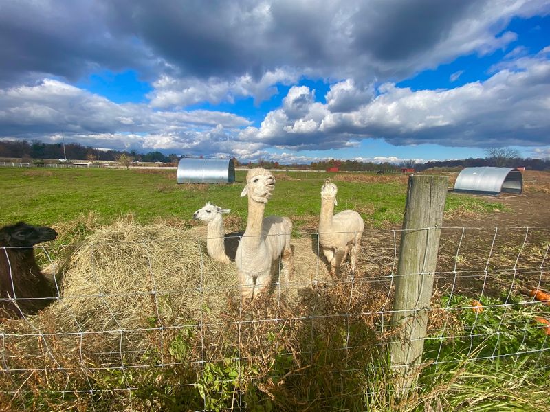 Get Up Close With the Alpacas and Llamas