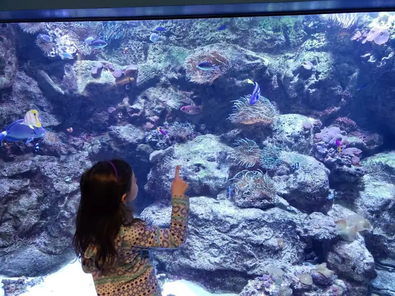 Follow the Fish for a Quieter Moment