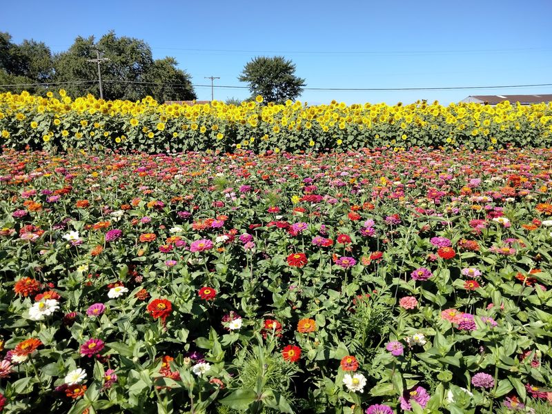 Sunflower Meadows - Coopersville