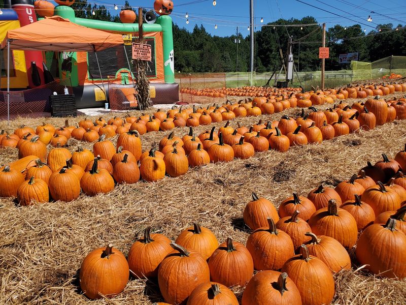 Randy's Pumpkin Patch, Lawrenceville, Gwinnett County