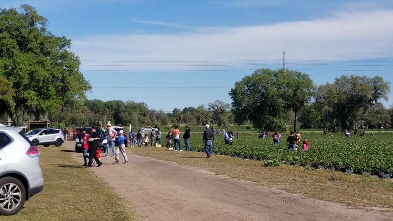 Spivey Farms - Plant City, Florida