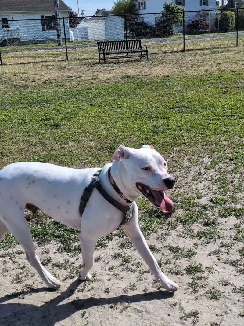Millsboro Dog Park, Millsboro, Sussex County
