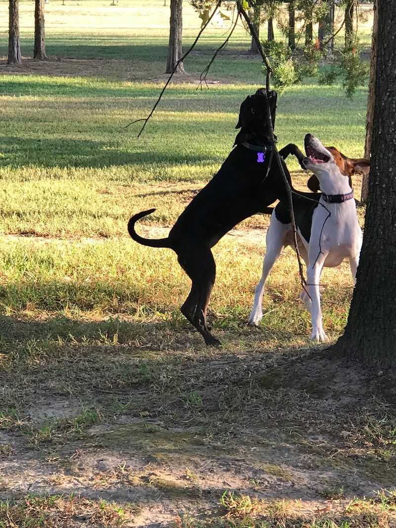 Lewes Unleashed Dog Park, Lewes, Sussex County