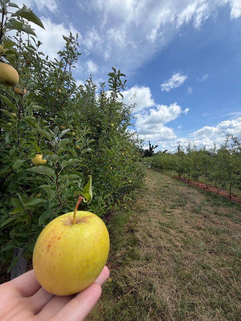 Perry Lowe Orchards - Moravian Falls