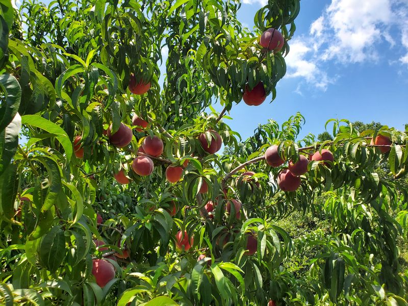 Twisted Apple Orchard - Hendersonville