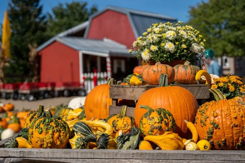 Fall Harvest Festival at Port Farms - Waterford