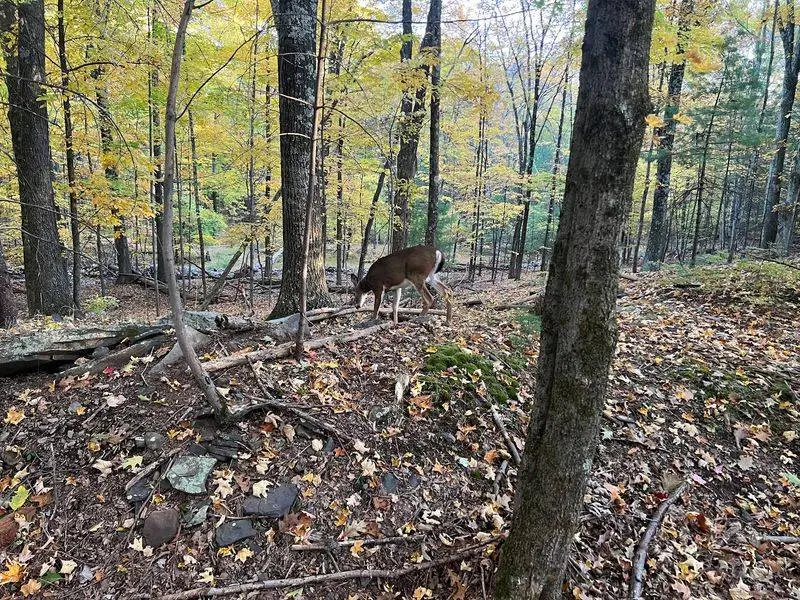 Ashokan Reservoir Trail - Catskills