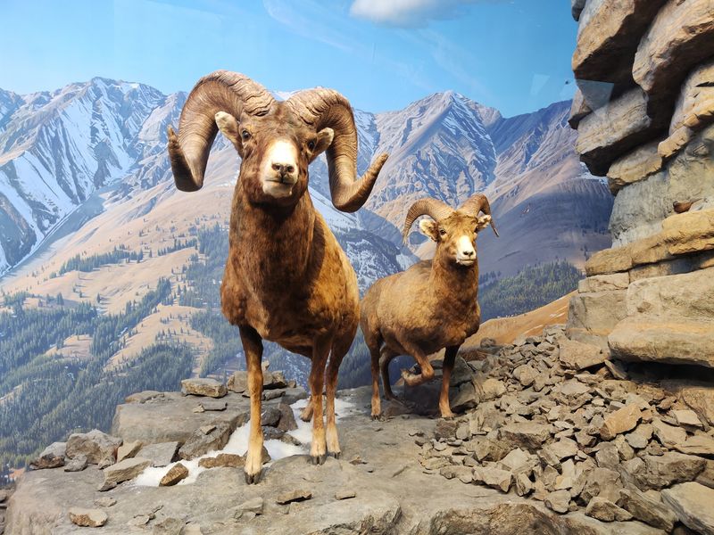 Lifelike Dioramas Feel Like Windows Into the Wild