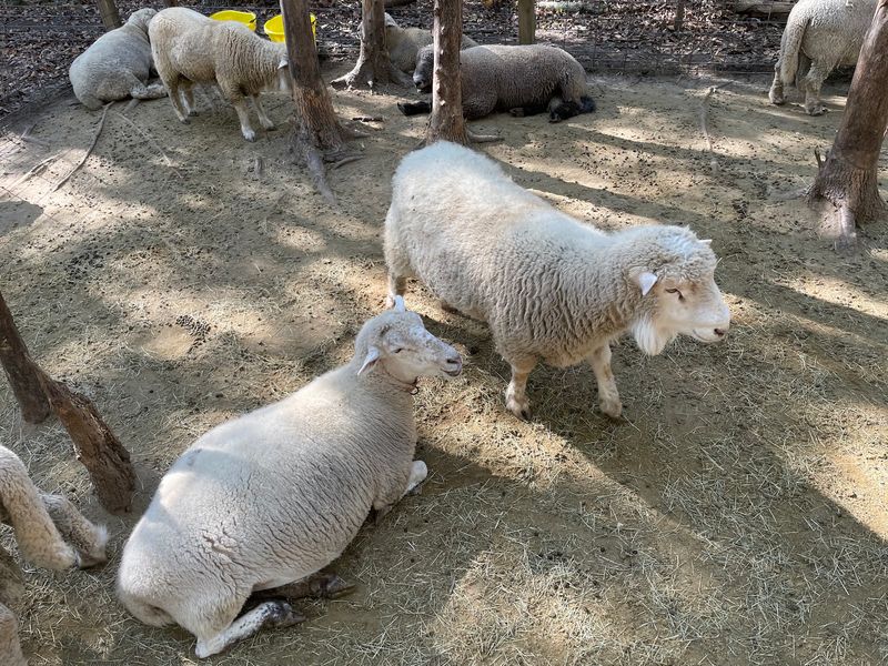 Blase Family Farm - Rockwall