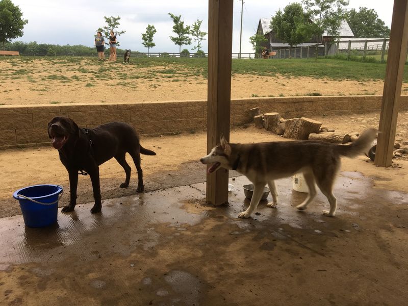 Tudek Dog Park