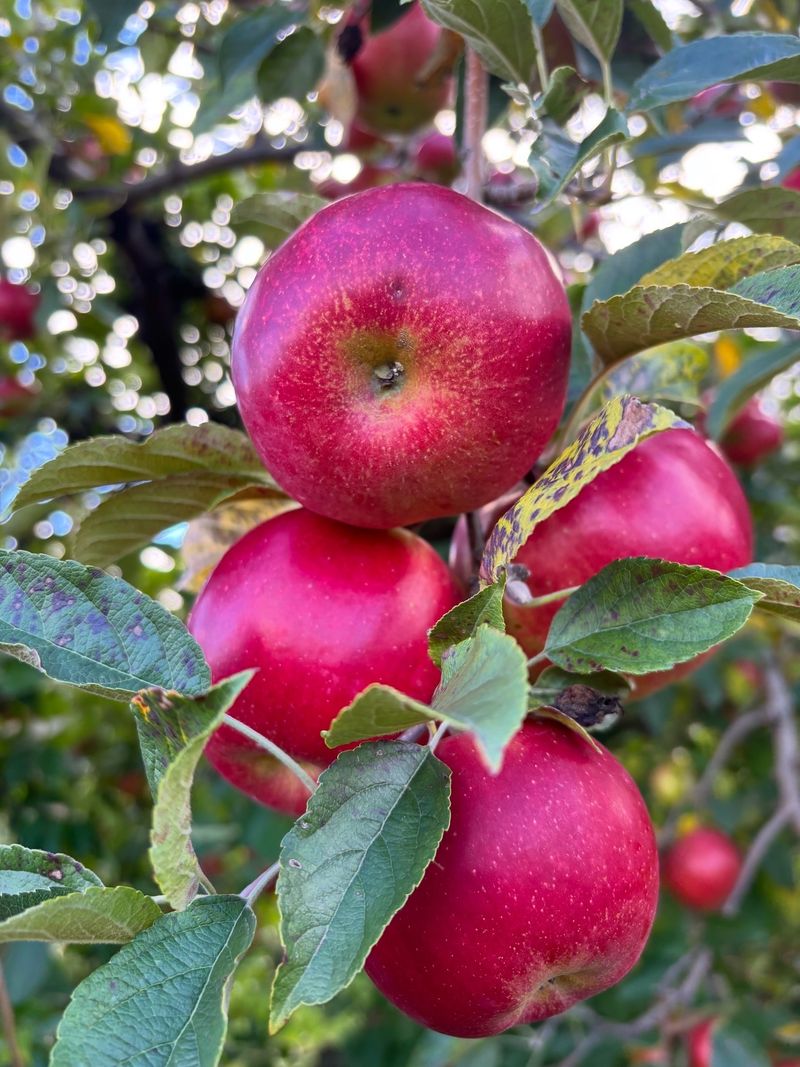 Brant's Apple Orchard - Ashtabula