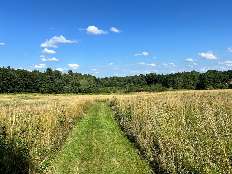 North Common Meadow - Petersham