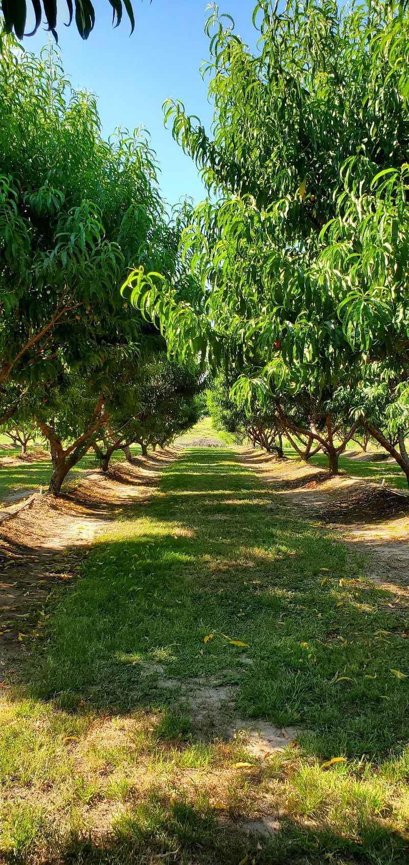 Panola Orchard and Gardens, De Berry