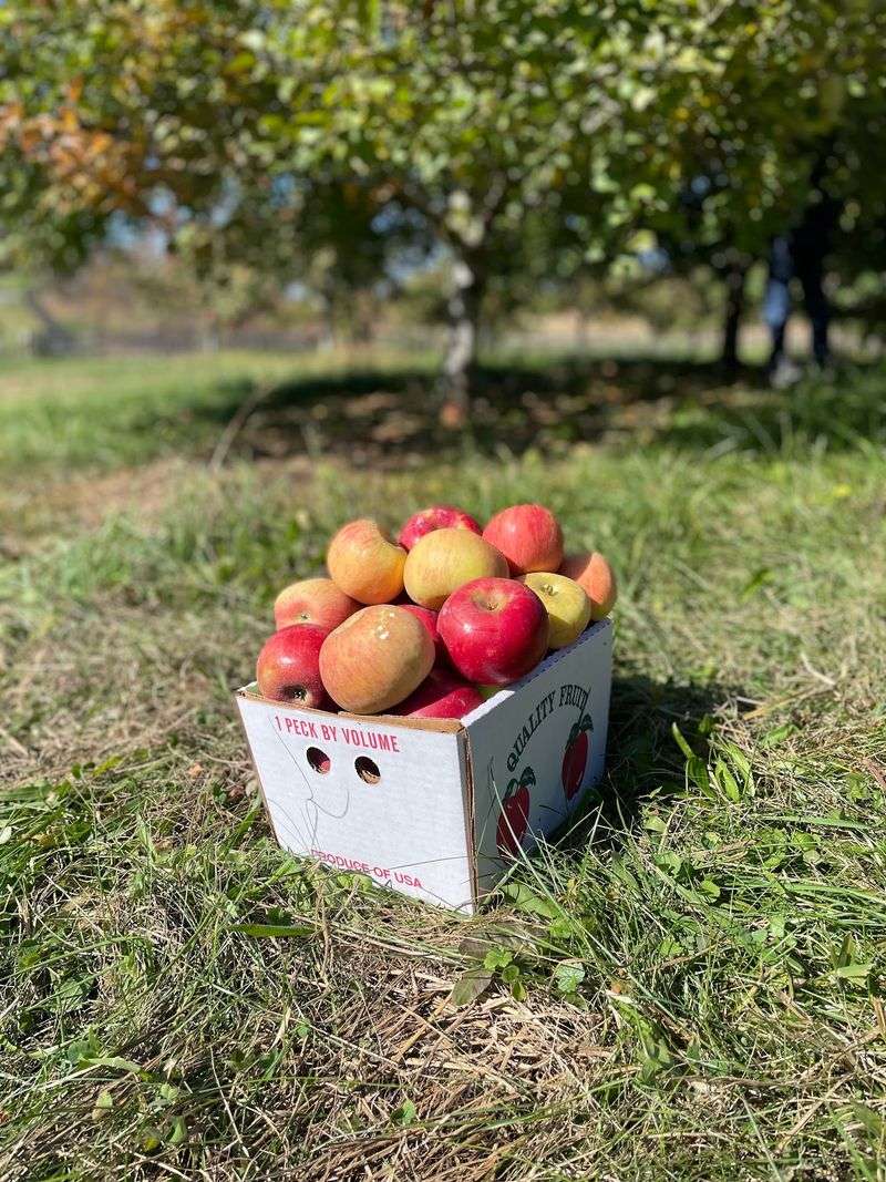 Jenkins Orchards - Woodville