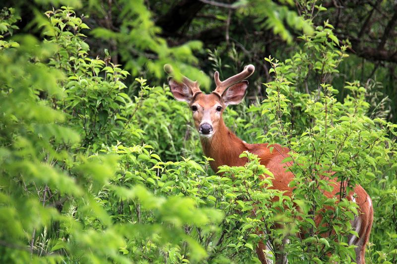 The Hidden Wildlife World Inside Stone State Park