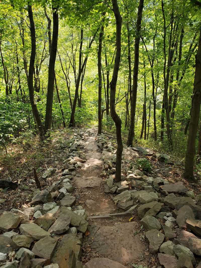 Quiet Woods Beside the Pavement