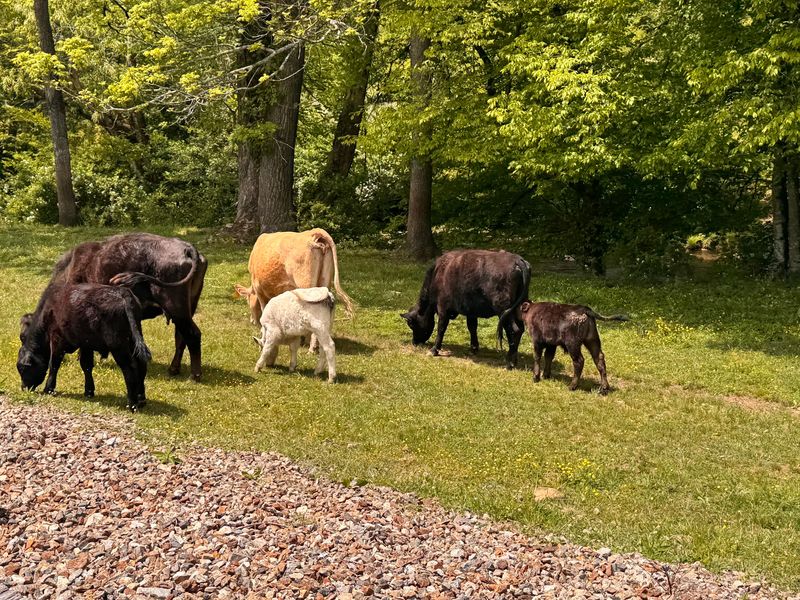 A Chance to Spot Wild Neighbors