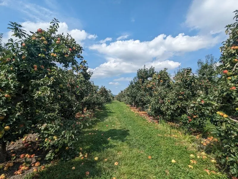 Brecknock Orchard - Mohnton