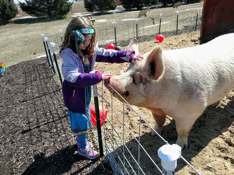 Havens Petting Farm - Blue Mounds
