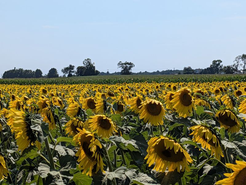 Degen Sunflower Farm - Montague