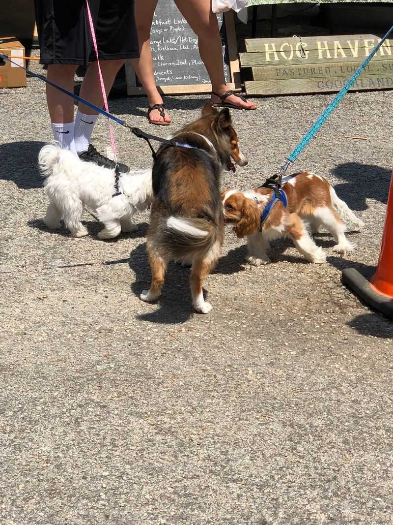 Dog-Friendly Strolling With Clear Market Manners