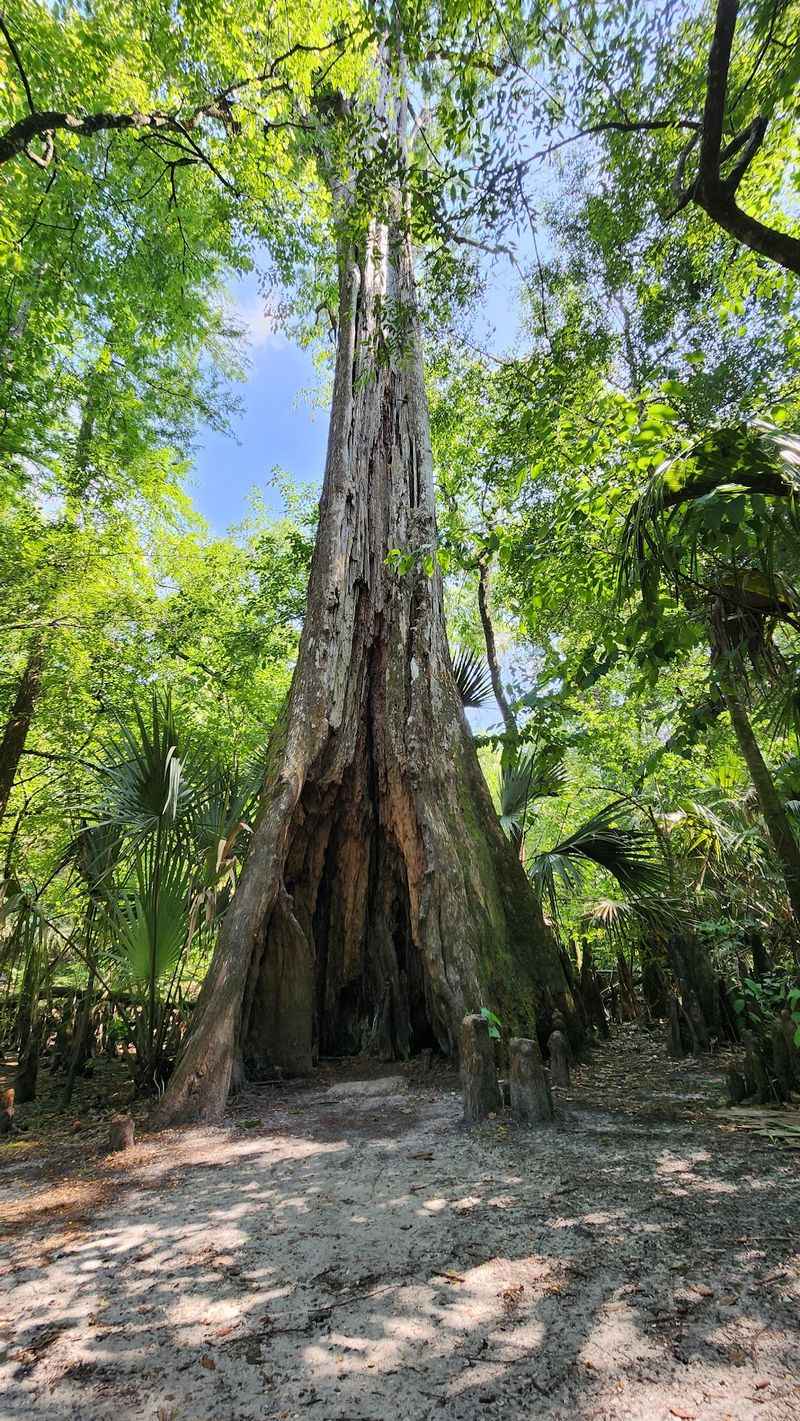 Hillsborough River Trail, Thonotosassa, Hillsborough County