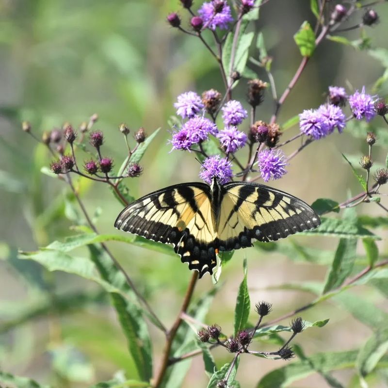 River Country For Eagles - Rappahannock River Valley National Wildlife Refuge in Warsaw, Richmond County