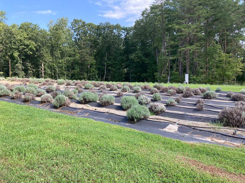 Imagination Lavender Farm - Martinsville