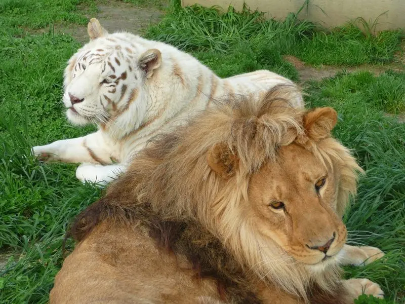 Wisconsin Big Cat Rescue and Educational Center in Rock Springs, Sauk County,